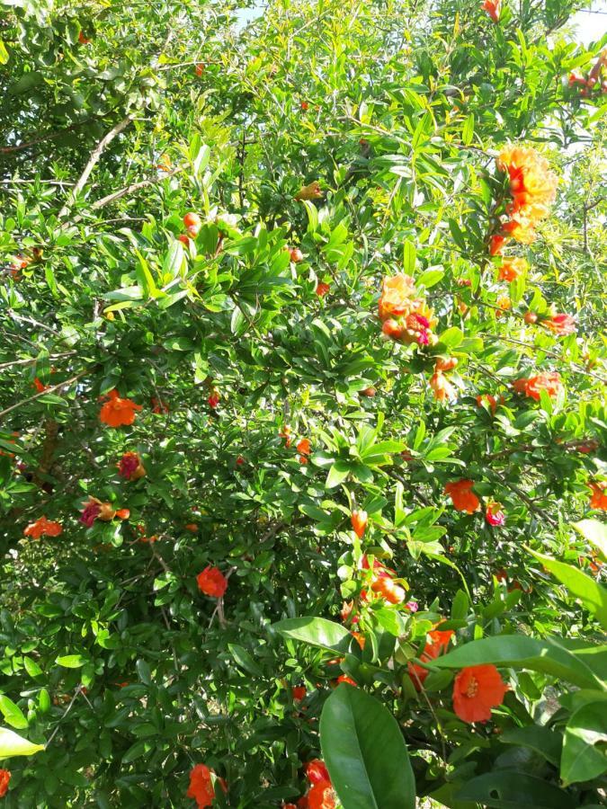 Da Nonna Cosimina Holiday home